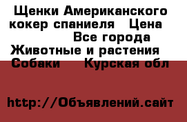 Щенки Американского кокер спаниеля › Цена ­ 15 000 - Все города Животные и растения » Собаки   . Курская обл.